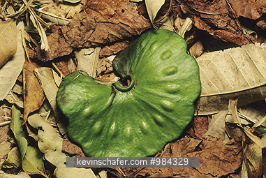 TREE, SEEDS: Guanacaste Tree Seed, Palo Verde National Park, Costa Rica.