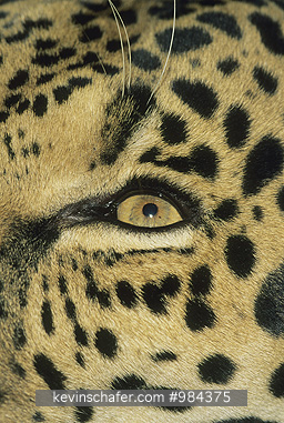 JAGUARS: (Panthera onca)  Costa Rica, Close up of the eye of a jaguar.