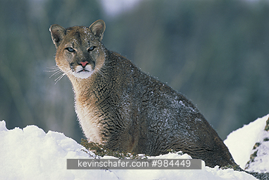 COUGARS, MOUNTAIN LION: (Felis concolor)  USA, Northern Montana, Portrait of a mountain lion in snow.  CAPTIVE ANIMAL