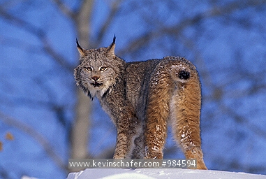 LYNX, CANADIAN: (Felis lynx)  USA, Northern Montana, Portrait of a   Canadian lynx in winter.  CAPTIVE ANIMAL