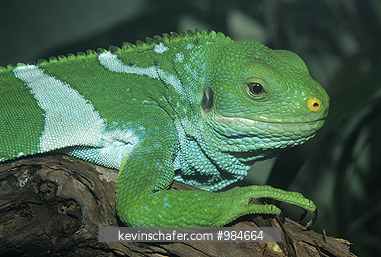 IGUANAS: (Brachylophus fasciatus) Fijian Banded Iguana, Fiji.