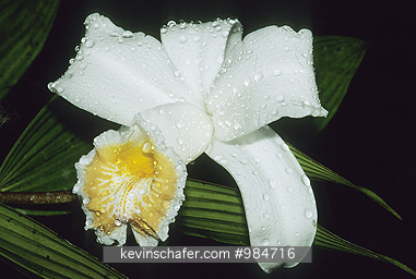 FLORA  ORCHID: (Sobralia sp.) Wild species of orchid with dew, Costa Rica