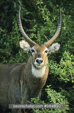 WATERBUCK: (Kobus ellipsiprymnus) Defassa Waterbuck, Queen Elizabeth National Park, Uganda.
