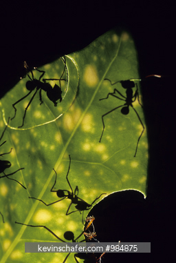 ANTS, LEAFCUTTER: Leaf-Cutter ants Cutting leaves at night, tortuguero National Park, Costa Rica.