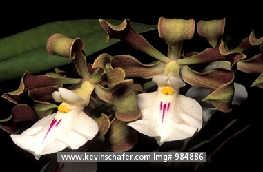 ORCHIDS: (Encyclia cordigera)  Costa Rica, Santa Rosa National Park, Detail of orchid.