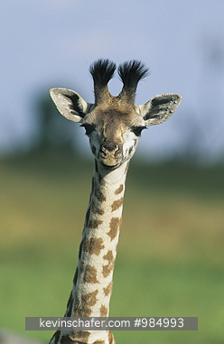 GIRAFFE, MASAI: (Giraffa camelpardalis)  Kenya, Masai Mara Reserve, Portrait of a young giraffe.