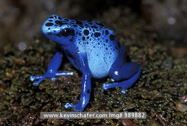 FROG, POISON DART: (Dendrobates azureus)  Surinam, Portrait of a poison dart frog.