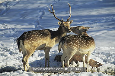 DEER, FALLOW: (Dama dama)  Europe, Fallow deer in the snow.