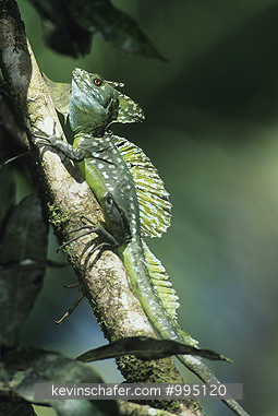  LIZARD,  DOUBLE-CRESTED BASILISK: (Basiliscus plumifrons) Costa Rica, Tortuguero National Park, Double-crested basilisk lizard on tree branch.