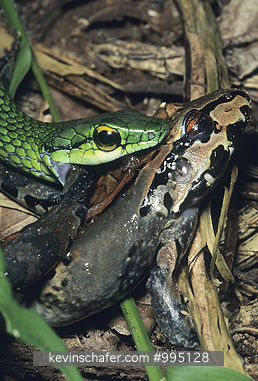 SNAKE, GREEN VINE: Costa Rica, Tortuguero National Park, Green vine snake eating frog.