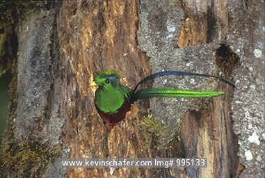 QUETZAL, RESPLENDENT: (Pharomachrus mocinno)  Costa Rica, Talamanca Mountains, Male quetzal in nest hole.