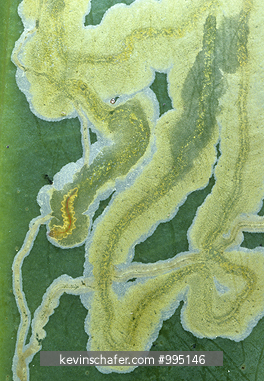 LEAF MINER: In forest leaf, Tortuguero National Park, Costa Rica.
