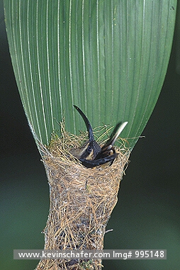 HUMMINGBIRD, LONG-BILLED HERMIT: (Phaethornis longirostris)  Costa Rica, La Selva Preserve, Long-billed hermit hummingbird peeking out of nest.