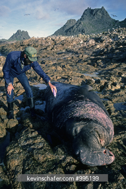 ELEPHANT SEAL: Research team marking adult male Elephant Seal with hair dye, SE Farallon Islands, California.
