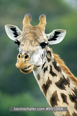 GIRAFFE, MASAI: (Giraffa camelopardalis)  Kenya, Nairobi National Park, Portrait of a Masai giraffe.