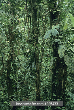 PANAMA: Rainforest, Nusagandi, Kuna Preserve, Panama.