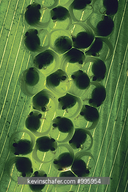 FROG, RED-EYED TREE: (Agalychnis callidryas) Eggs under rainforest leaf, Panama.